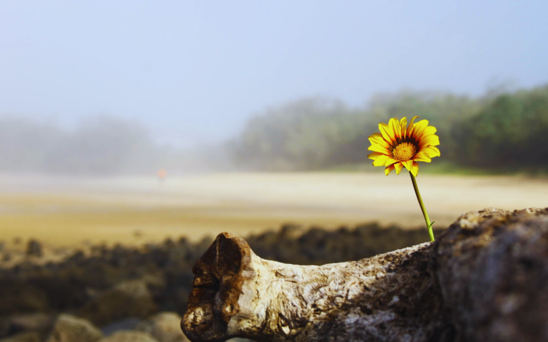 Flower growing on trunk.