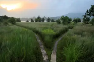 Two paths splitting through a grassy field, representing the grief behind difficult decisions